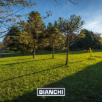 Lote Pinares 2002M38